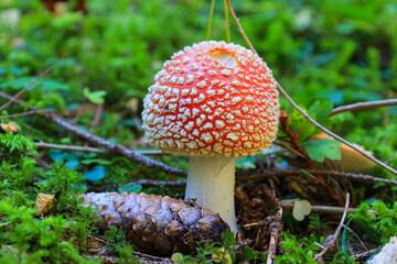 Fliegenpilze im Herbst