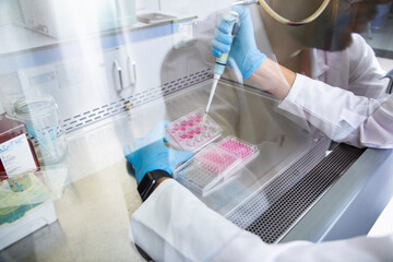 cell culture at the medicine and cell culture laboratory