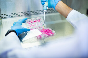 cell culture at the laboratory