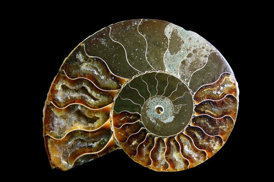 Ammonite
