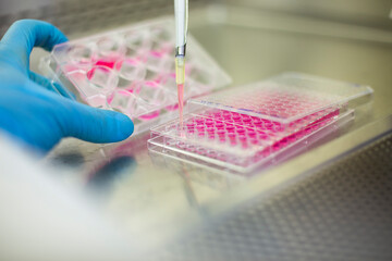 cell culture at the medicine and cell culture laboratory