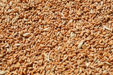 Pile of wheat grains as background, closeup view