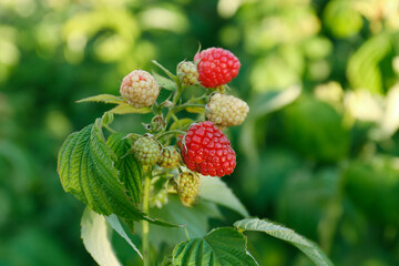 Beautiful raspberry branch with ripening berries in garden, closeup