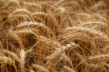 Ripe wheat spikes in agricultural field, closeup