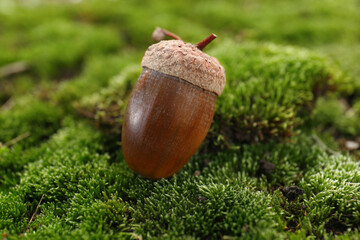 One acorn on green moss outdoors, closeup © New Africa