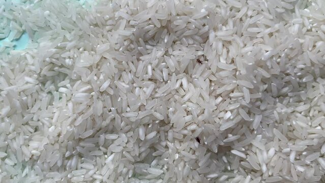Insects in rice, sitophilus oryzae. How to Get Rid of Rice Weevils, control, treatments