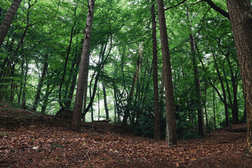 Beautiful view of forest with many different green trees