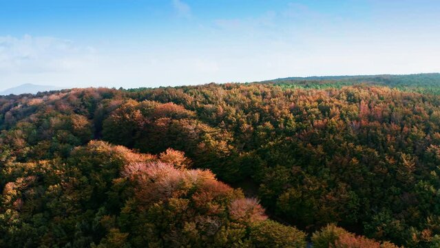 Treetops with colorful autumn leaves in the mountain. Aspromonte Calabria.