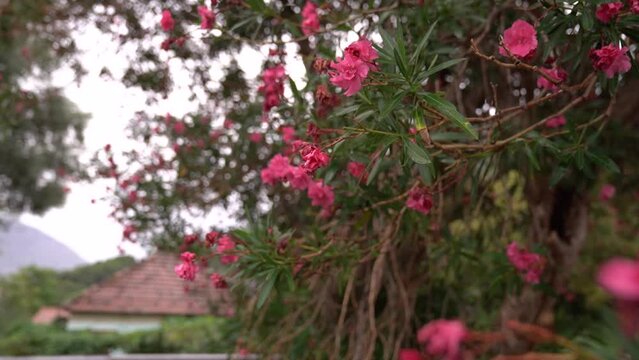 Blooming pink oleander tree in the garden near the building
