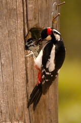 Male great spotted woodpecker Dendrocopos major thanneri feeding to its chick on a post marked with...