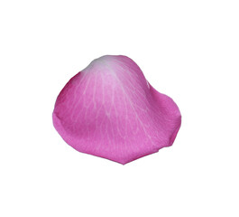 Pink rose flower petal on white background