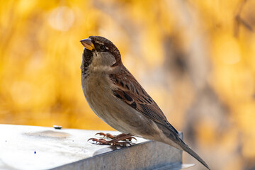 Sparrow bird perched on tree branch. House sparrow female songbird (Passer domesticus) sitting singing on brown wood branch with yellow gold sunshine negative space background. Sparrow bird wildlife.