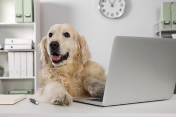 Cute retriever sitting at table near laptop in office. Working atmosphere