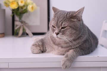 Cute Scottish straight cat lying on white table at home
