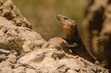 Naklejka na ściany i meble Gran Canaria giant lizard Gallotia stehlini. Adult male. Pajonales. Integral Natural Reserve of Inagua. Tejeda. Gran Canaria. Canary Islands. Spain.