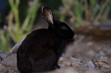 Melanistic European rabbit Oryctolagus cuniculus. Integral Natural Reserve of Inagua. Tejeda. Gran Canaria. Canary Islands. Spain.