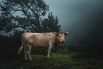 Krowa w górach w zamglonej magicznej scenerii