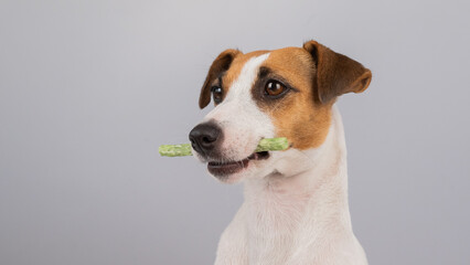 Jack Russell Terrier dog holding a rawhide toothpick in his teeth.