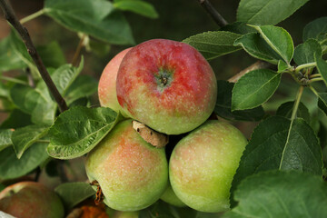 Apples and leaves on tree branch in garden, closeup