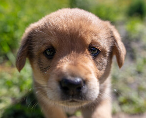 Fototapeta premium Portrait of a small puppy in the grass