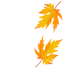 Naklejka na ściany i meble Yellow maple leaves isolated on white. There is free space for text.