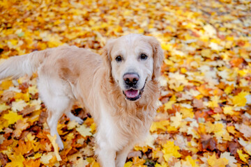 Golden retriever dog outdoors