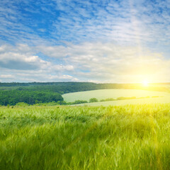 Fototapeta na wymiar Sunset or sunrise on a wheat field.