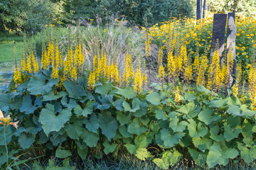 Ligularia przewalskii The Rocket