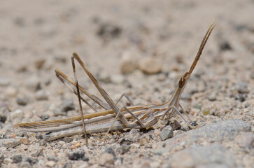 Short-horned grasshopper Truxalis nasuta. Cruz de Pajonales. Integral Natural Reserve of Inagua. Tejeda. Gran Canaria. Canary Islands. Spain.