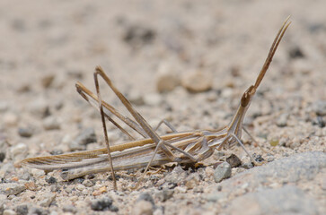 Short-horned grasshopper Truxalis nasuta. Cruz de Pajonales. Integral Natural Reserve of Inagua. Tejeda. Gran Canaria. Canary Islands. Spain.