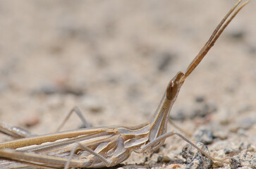 Short-horned grasshopper Truxalis nasuta. Cruz de Pajonales. Integral Natural Reserve of Inagua. Tejeda. Gran Canaria. Canary Islands. Spain.