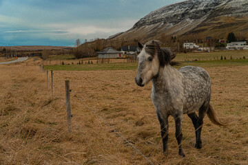 Icelandic horses in field 