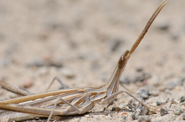 Short-horned grasshopper Truxalis nasuta. Cruz de Pajonales. Integral Natural Reserve of Inagua. Tejeda. Gran Canaria. Canary Islands. Spain.