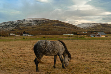 Icelandic horses in field 