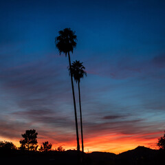 Palm Trees at sunset in LA