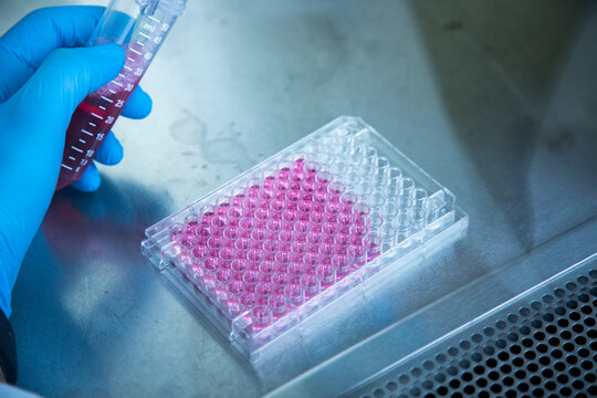 cell culture at the laboratory