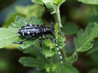 citrus longhorn beetle on a leafy plant 4