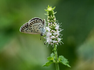 pale grass blue butterfly on small white flowers