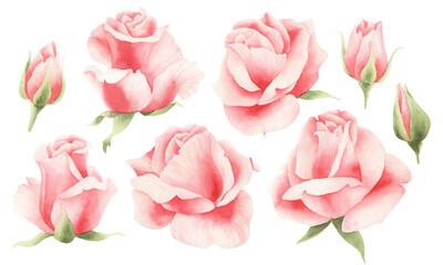 Watercolor set with pink rosebuds isolated. - obrazy, fototapety, plakaty