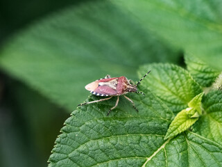 slow bug on a leaf angle 1