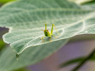 Patanga japonica grasshopper larva on broad leaf 1
