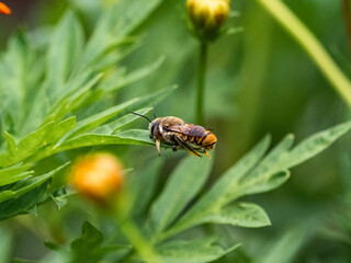 tired honey bee on a small leaf of grass
