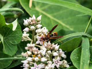 dark-waisted paper wasp on small flowers