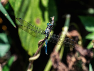 White-tailed skimmer on a twig 2