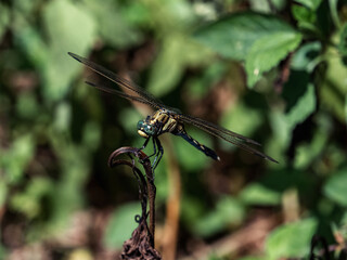 Female white-tailed skimmer on a twig 1