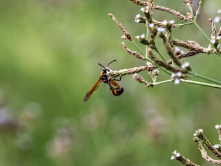 oreumenes decoratus potter wasp on small flowers 2