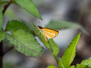 silver-lined grass skipper butterfly on a leaf