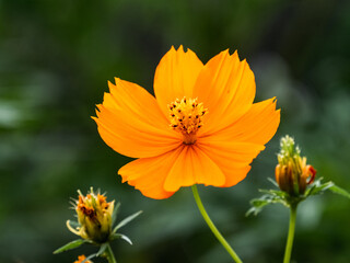 Golden Cosmos flower in small flower garden