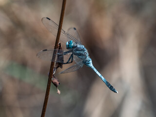 white-tailed skimmer on vertical stick 2