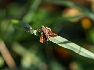 Common Straight Swift butterfly on grass